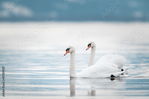A pair of swan swimming