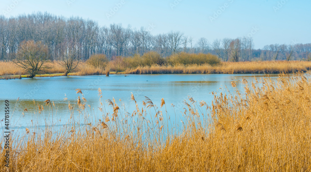 Obraz premium Reed along the edge of a lake in wetland in bright blue sunlight in winter, Almere, Flevoland, The Netherlands, March 2, 2021