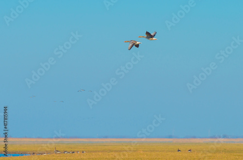 Flock of geese flying in a bright blue sky in sunlight in winter  Almere  Flevoland  The Netherlands  March 2  2021