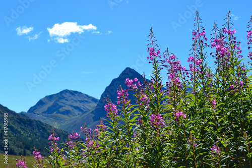 Bellissimi fiori rosa fioriti con vette delle montagne in sottofondo - cielo blu in estate photo