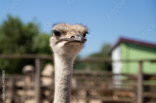 Funny close up portrait of Emu on the farm background