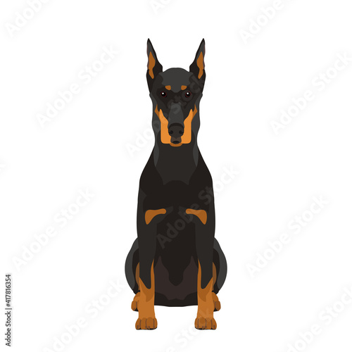 Vector portrait of sitting Doberman isolated on white background	