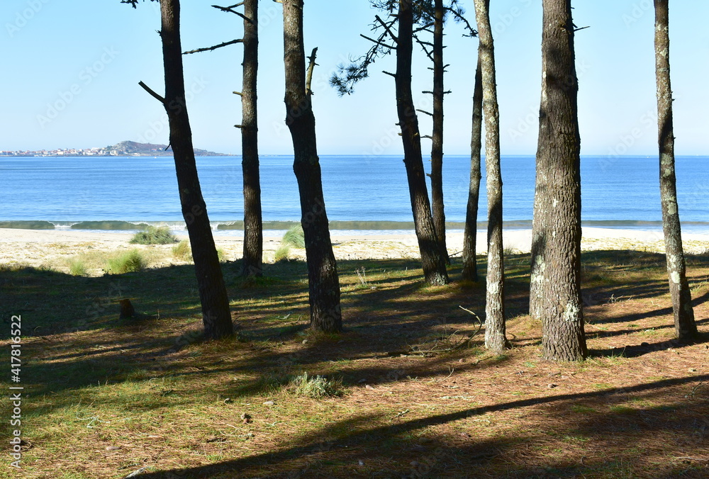 Beach with pine trees and blue sky at Rias Baixas region. Muxia, Coruña, Galicia, Spain.