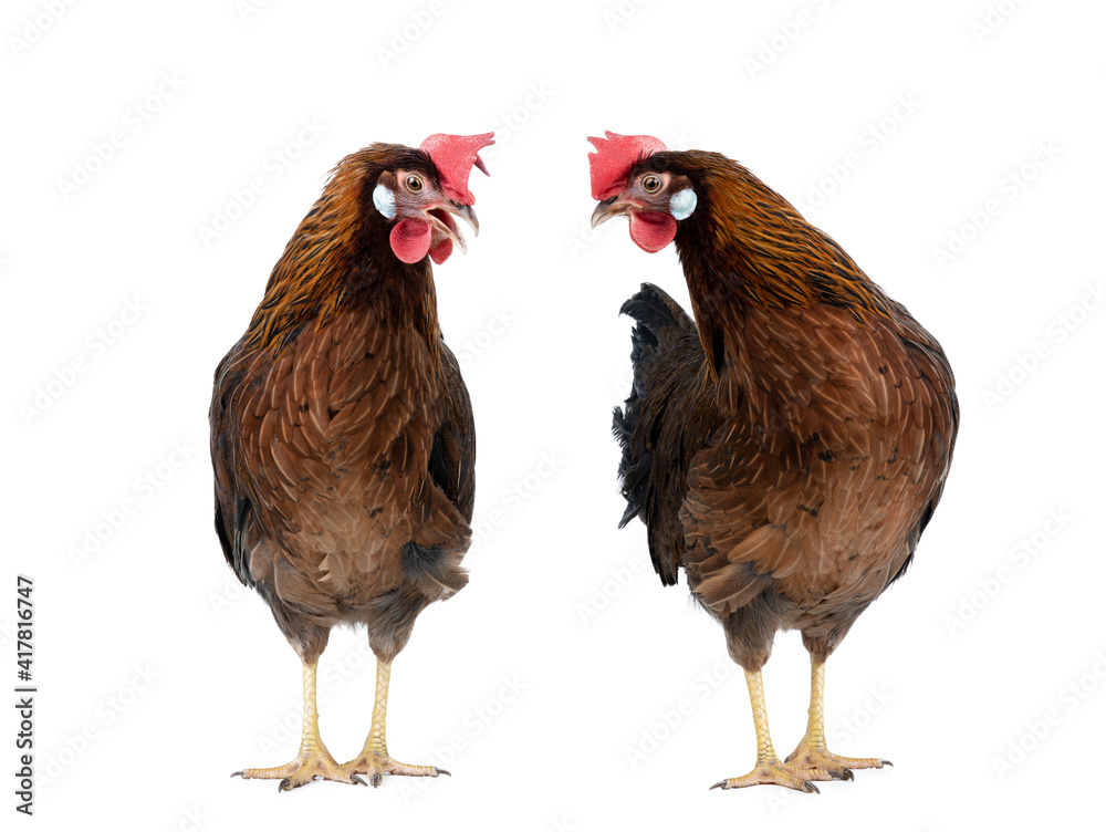 two brown hen isolated on white background