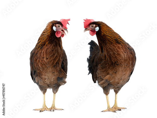 two brown hen isolated on white background