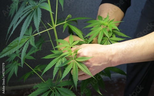Fotografie neatly cutting a twig from a cannabis bush by a partially visible man indoors, a