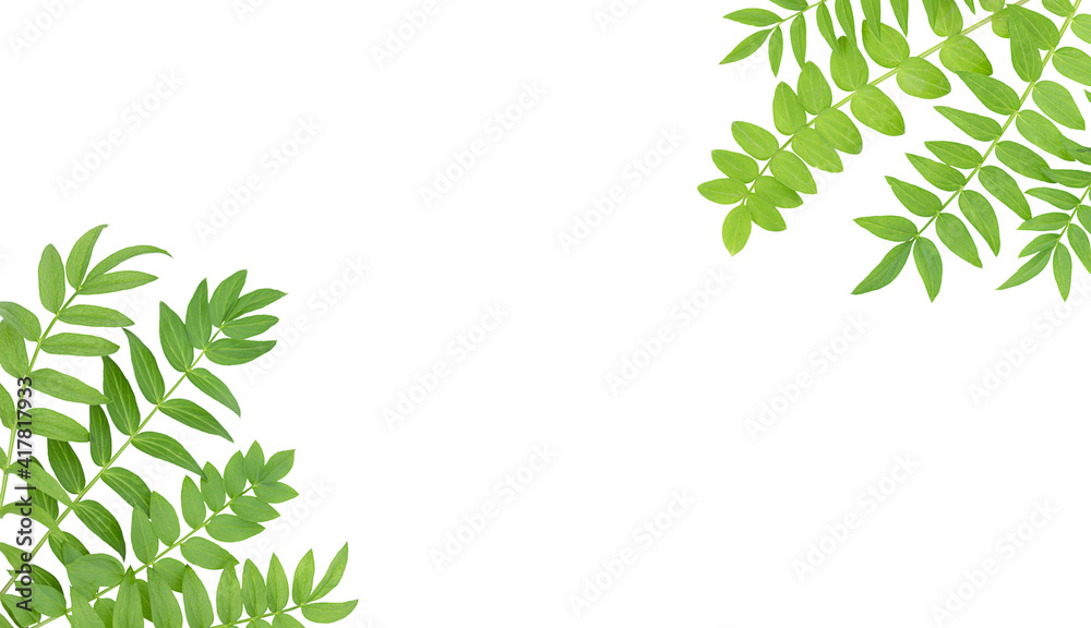 White background with isolated green leaves in corners and copy space in the middle