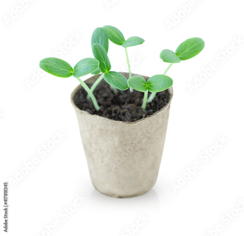 Little green sprouts growing in a pot isolated on white background