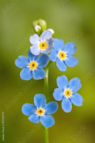 forget me not flower close up