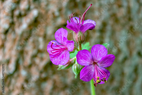 Purple bigroot geranium flower (Geranium macrorrhizum) or Bulgarian geranium and rock crane's-bill against natural background