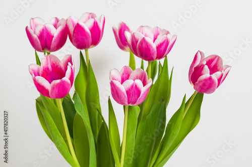 Bouquet of red-white tulips with a green stem. Tulips are on a white background.