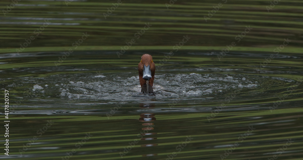 Fototapeta premium red head duck (Aythya americana) male drake swimming in rippled water; water droplets visible on head; orange eye