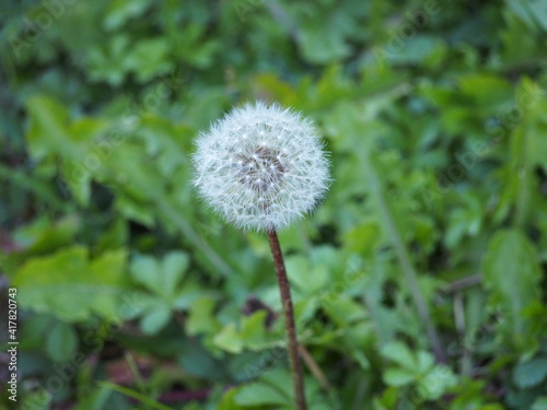 dandelion in the grass