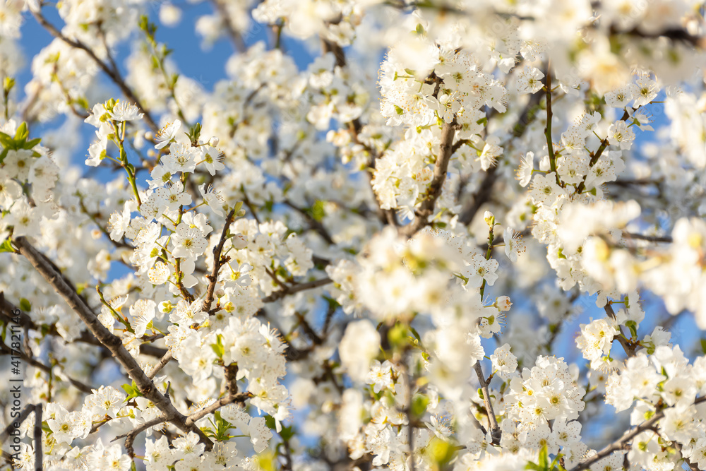 Blooming cherry branches close-up in the garden against the blue sky. Delicate white little flowers. Atmospheric spring natural background in bright sunlight. Soft focus, full frame, copy space Blooming cherry branches close-up in the garden against the blue sky. Delicate white little flowers. Atmospheric spring natural background in bright sunlight. Soft focus, full frame, copy space