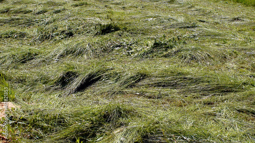 Fotografija Mown grass