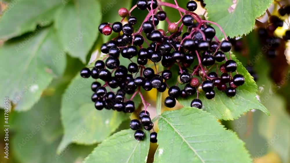 Ripe Black Elderberries Hang On Bushes. Ripe Black Elderberries Hang On Bushes.
