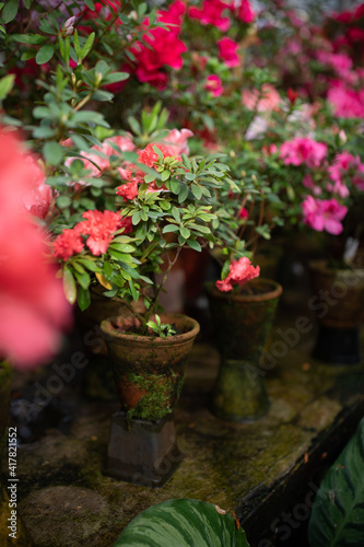 Fototapeta Naklejka Na Ścianę i Meble -  Blooming Azalea Flowering Plants Closeup Photo. Blossoming Decorative Red Buds Flowers And Green Leaves Branches. Seasonal Ornamental Blossom Aromatic Floral Rhododendron Vertical Photography