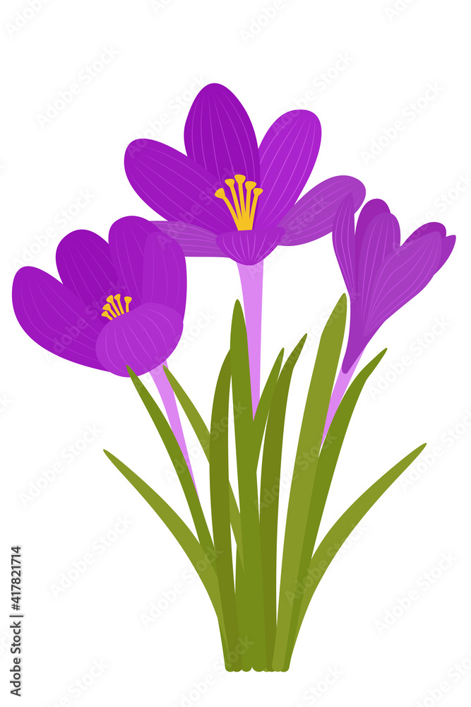 Crocus flowers. Vector bright purple flowers. Early wildflowers. Symbol of spring