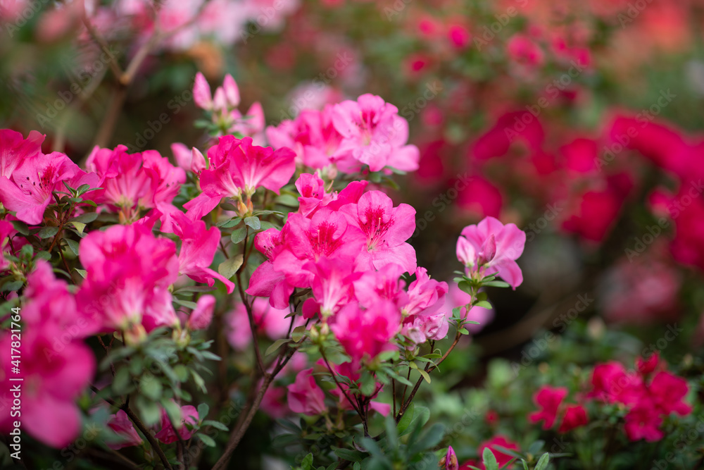 Blooming Azalea Flowering Plants Closeup Photo. Blossoming Decorative Red Buds Flowers And Green Leaves Branches. Seasonal Ornamental Blossom Aromatic Floral Rhododendron Horizontal Photography Blooming Azalea Flowering Plants Closeup Photo. Blossoming Decorative Red Buds Flowers And Green Leaves Branches. Seasonal Ornamental Blossom Aromatic Floral Rhododendron Horizontal Photography