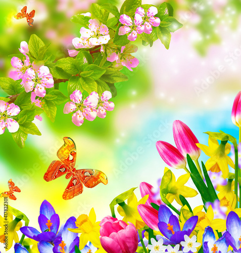 insects butterflies. Blossoming branch apple. Natural spring floral background. Colorful flowers. © alenalihacheva