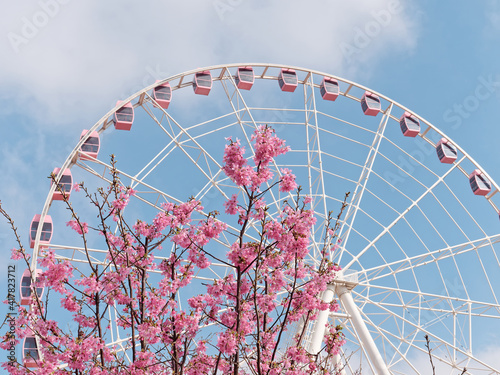 Photography Beautiful pink cherry blossoms and pink Ferris wheel isolated with blue sky background, spring flowers series