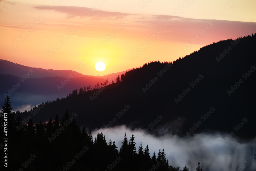 Fototapeta premium Beautiful sunrise in the mountains. Fir trees in the fog and dark silhouettes of mountains at dawn.