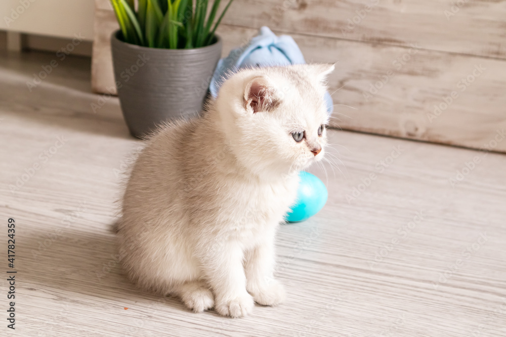 Curious white kitten and painted eggs on a wooden background. Curious white kitten and painted eggs on a wooden background.
