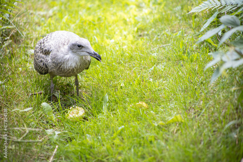 Junge Möwen frisst Apfel