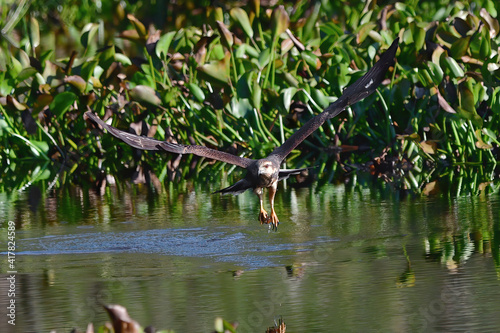 sub adult endangered snail kite  Rostrhamus sociabilis  in flight with apple snail in talons  blurred bokeh trees background