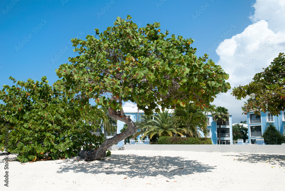 Grand Cayman Island Leaning Beach Tree Grand Cayman Island Leaning Beach Tree
