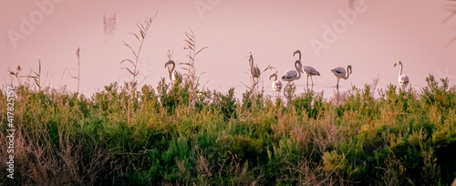 Spain. Flamingos in El Hondo de Elche natural park. Alicante