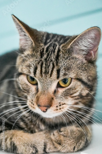 Fototapeta Naklejka Na Ścianę i Meble -  young gray striped cat