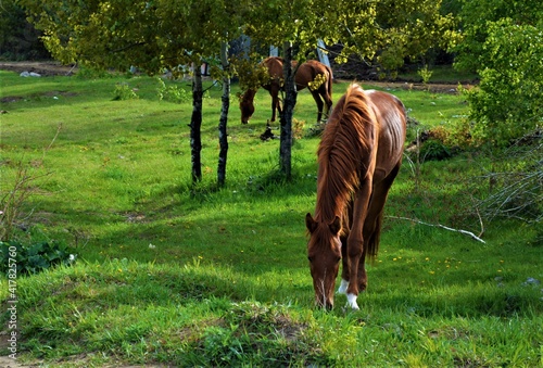 red horse on green grass