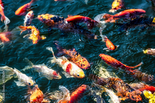 Goldfish in the pond. Koi fishes crowding in the pond.
