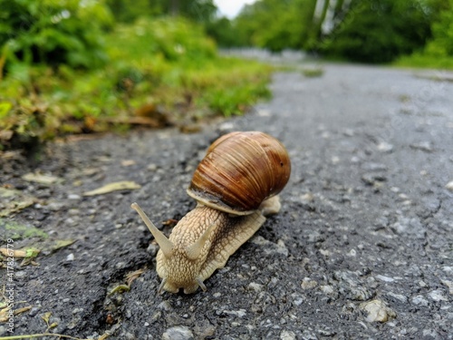 A wet snail crawls along a black, worn road