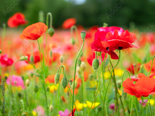 Closeup of mixed poppies with buds and seed pods in a summer garden