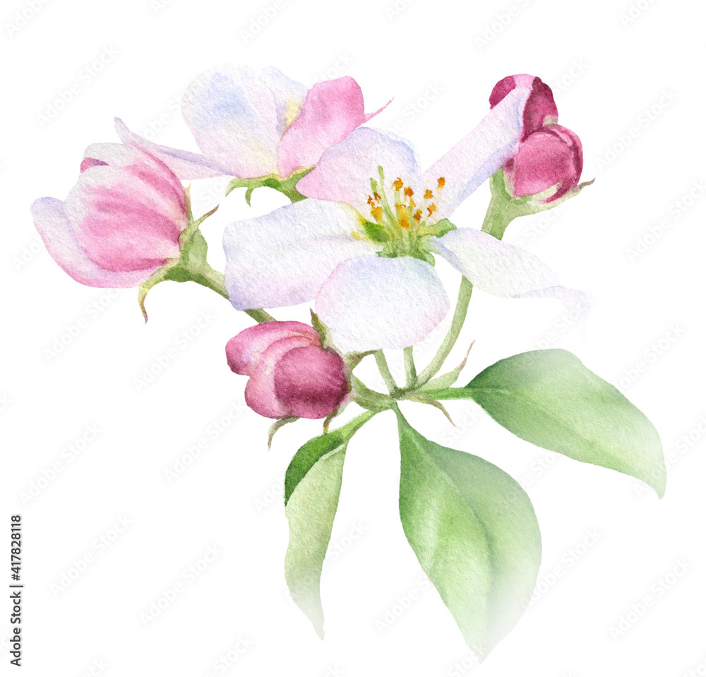 Apple inflorescence with flower, buds and leaves hand drawn in watercolor isolated on a white background. Watercolor illustration. Apple blossom