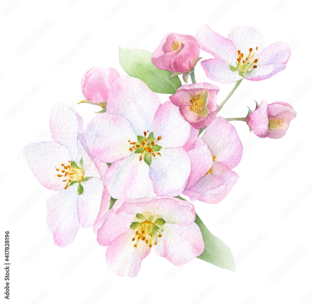Apple inflorescence with flowers, buds and leaves hand drawn in watercolor isolated on a white background. Watercolor illustration. Apple blossom