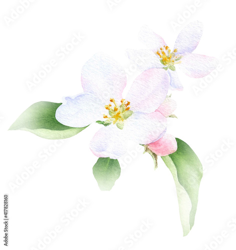 Apple inflorescence with flower, buds and leaves hand drawn in watercolor isolated on a white background. Watercolor illustration. Apple blossom