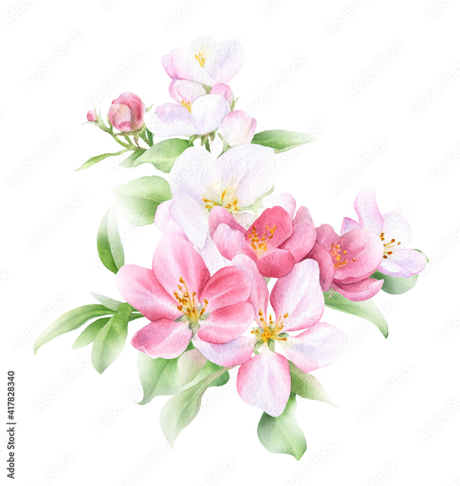 Obraz premium Apple blossom arrangement with flowers, buds and leaves hand drawn in watercolor isolated on a white background. Watercolor illustration. Apple blossom. Floral composition.