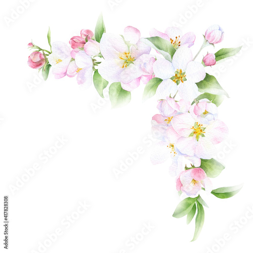 Apple blossom corner arrangement with flowers, buds and leaves hand drawn in watercolor isolated on a white background. Watercolor illustration. Apple blossom. Floral composition.