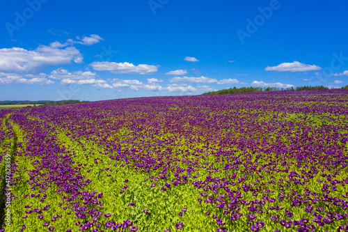 Violet flowers of poppy on a sunny day