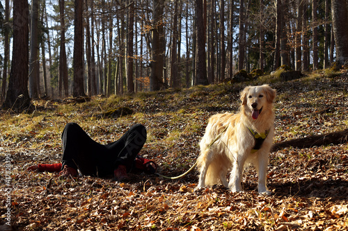 Frau Mitte 40 rastet erschöpft auf Waldboden, Golden Retriever möchte weiter spazieren gehen photo