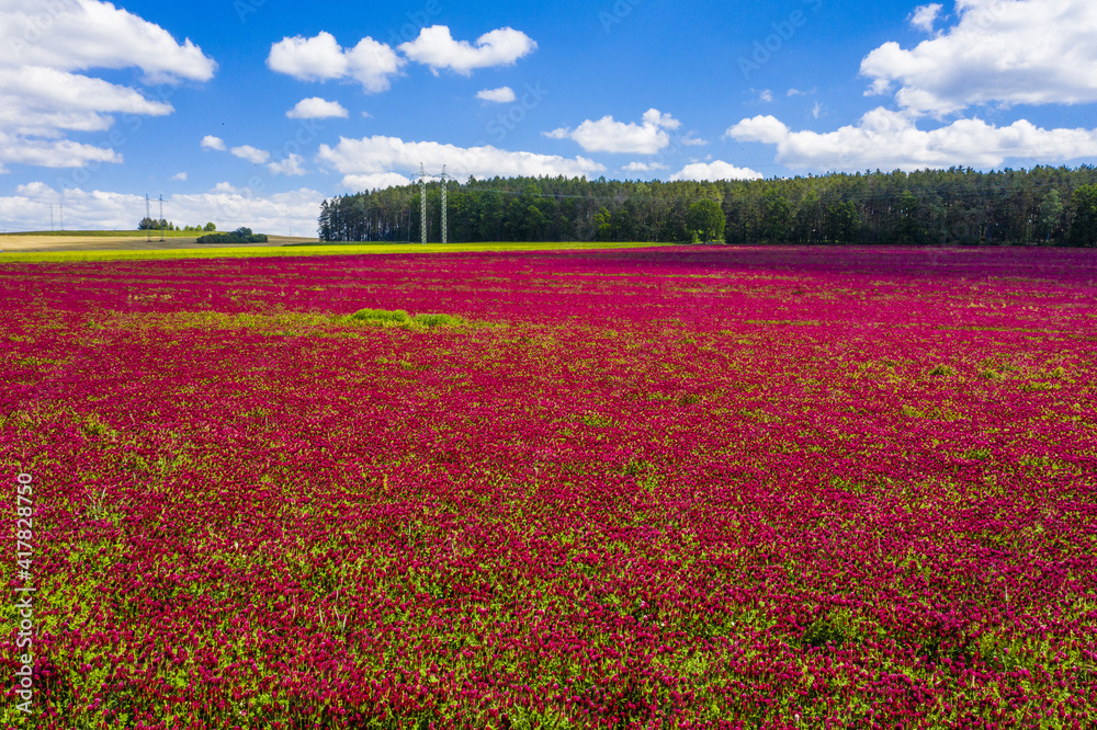 Crimson clover field