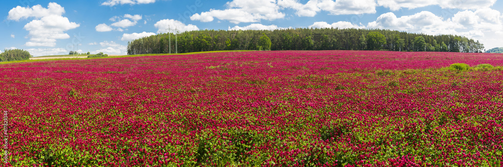 Crimson clover field panorama