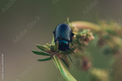 Black Dor beetle on green stem in Summer