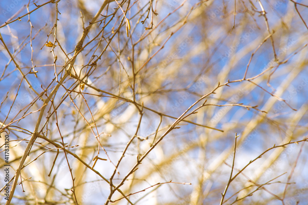 Bare birch tree in blue sky with white clouds Bare birch tree in blue sky with white clouds
