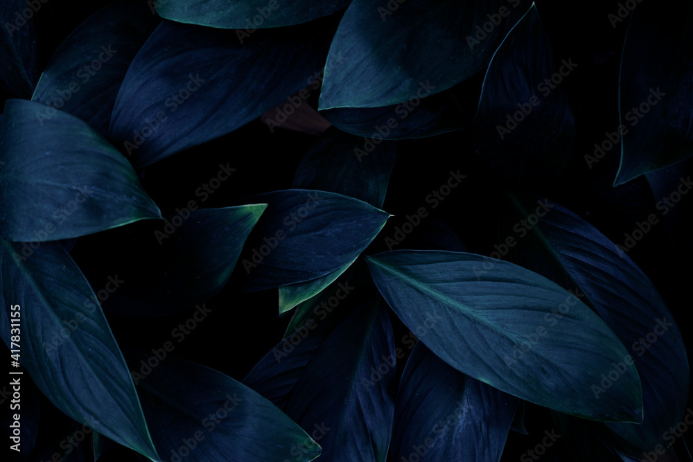 Fototapeta premium Full Frame of Green Leaves Texture Background. tropical leaf