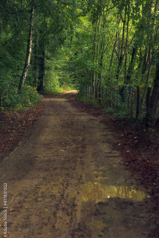 Fototapeta premium Dirt road in a lush green summer forest.