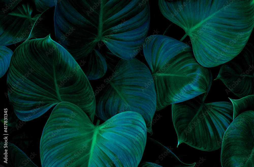 Full Frame of Green Leaves Texture Background. tropical leaf Full Frame of Green Leaves Texture Background. tropical leaf